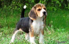Beagles-dogs