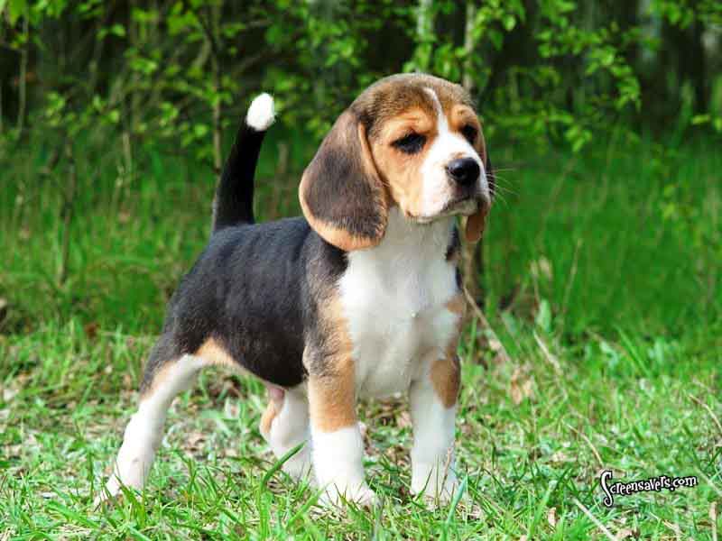 beagles-dogs-top-10-Most-Beautiful-Dog-kinds-types-Breeds-World-Ever