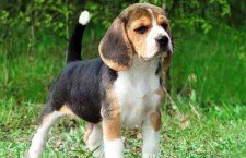 Beagles dogs