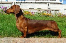 Dachshunds