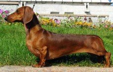 Dachshunds