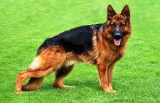 German-Shepherd