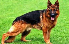 German Shepherd