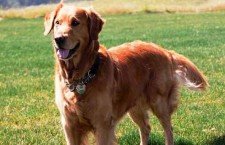 Golden-Retrievers