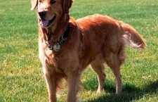 Golden Retrievers