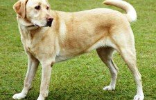 Labrador-Retrievers