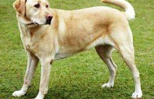 Labrador Retrievers