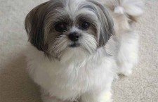 Shih Tzu