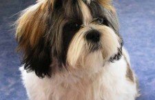 Shih-Tzu-dogs