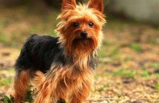 Yorkshire-Terrier