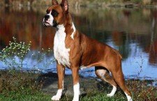 boxer-dogs