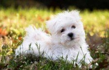 most beautiful dog breeds in the world ever