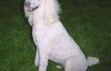 poodle dogs