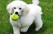 poodle-dogs
