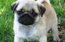 pugs