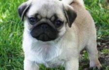 pugs-dogs