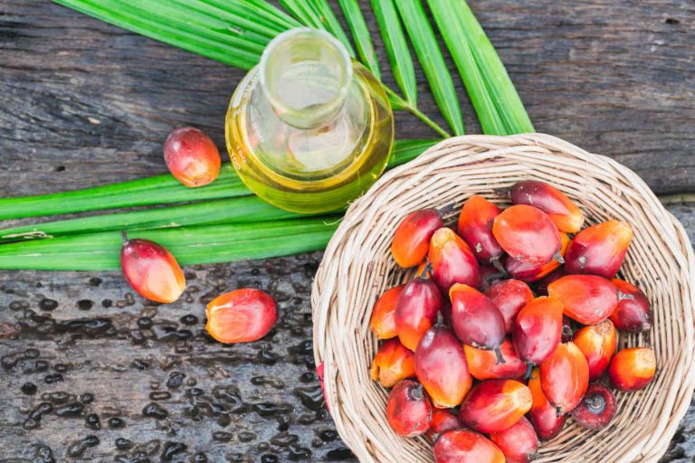 World’s Top Palm Oil Producing Countries 2021