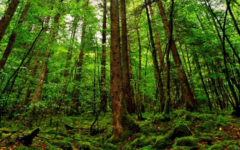 Top 10 Countries With Largest Forest Area in the World - The Countries Of