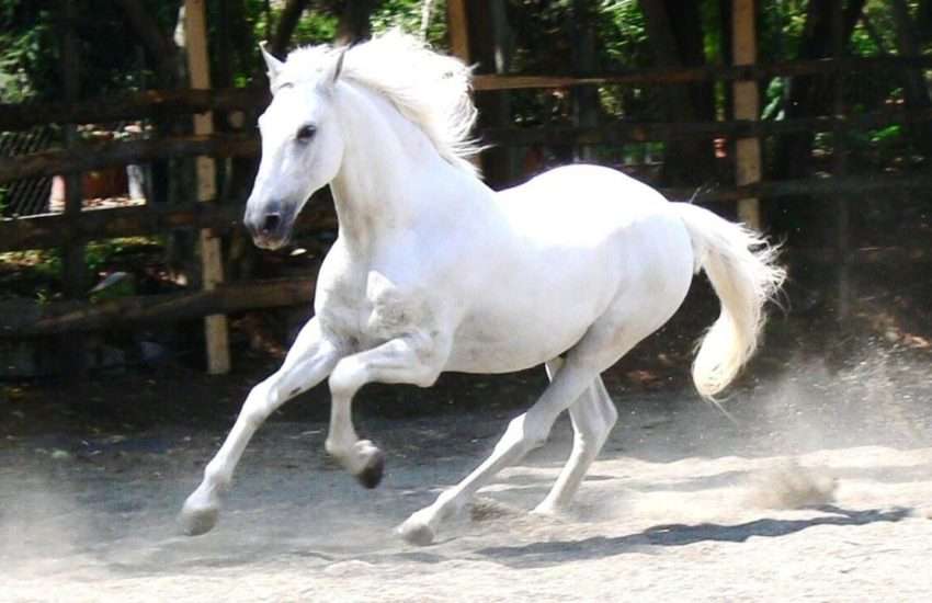 Andalusian 