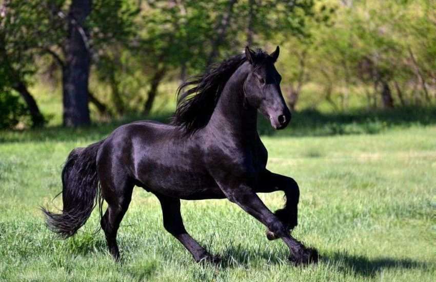 Friesian-horse