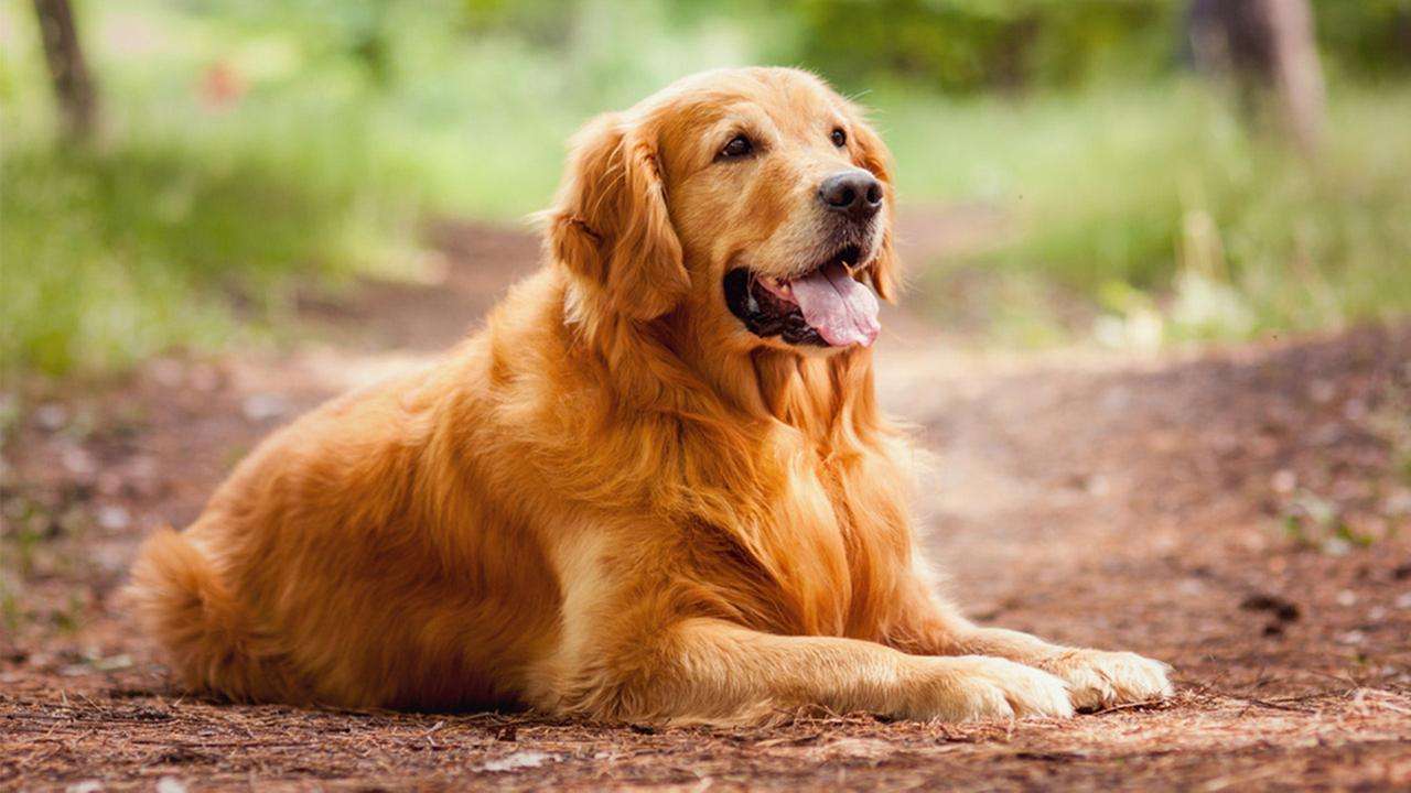 Top 10 best dog breeds The Countries Of