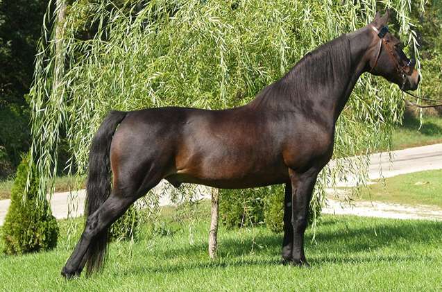 Black Morgan Horse - The Countries Of