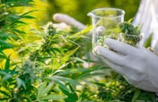 researcher-taking-a-few-cannabis-buds-for-scientific-experiment
