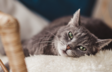 cat-reclines-on-a-fluffy-cushion-in-pet-owners-home-an-ideal-place-for-fleas-to-lay-eggs