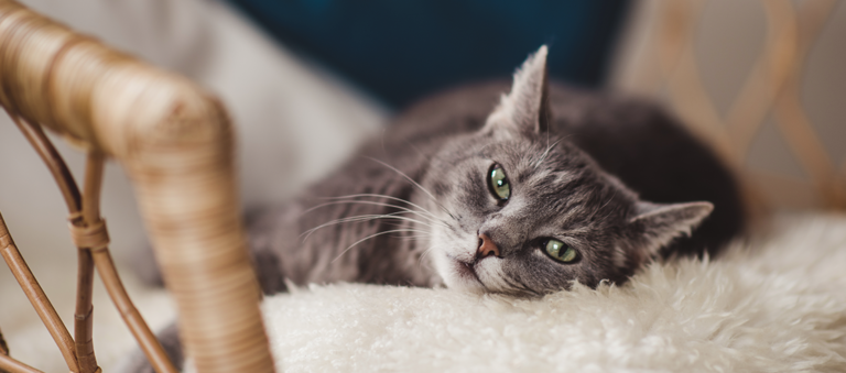 Prevent Fleas From Infesting Your Home and Cat