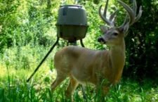 deer-feeder