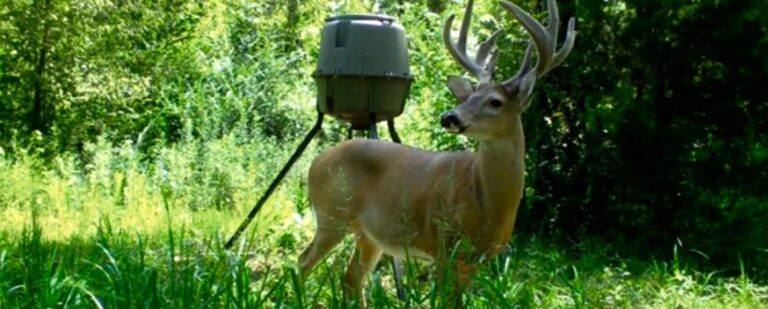 How to Make Your Deer Feeder Last Longer