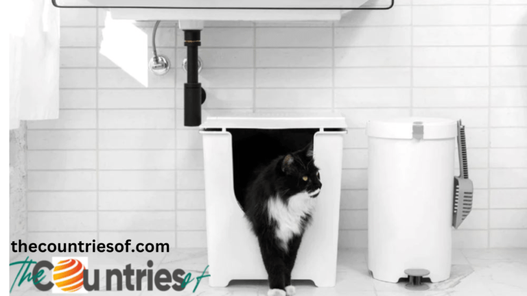 The Best Locations for a Top Entry Litter Box In Your Home