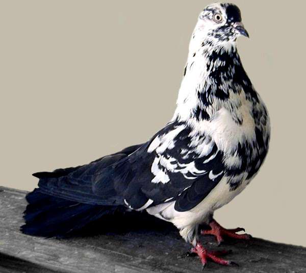 Top 5 Best High Fly Pigeon Breeds in World 2023