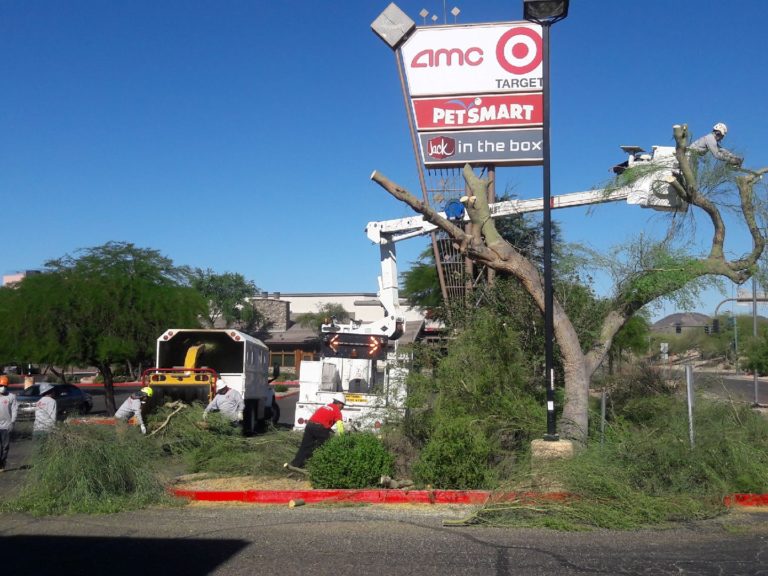 Enhancing Phoenix’s Outdoor Spaces with Expert Tree Care